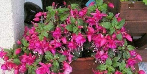 灯笼花修剪全攻略（打造优美庭院）