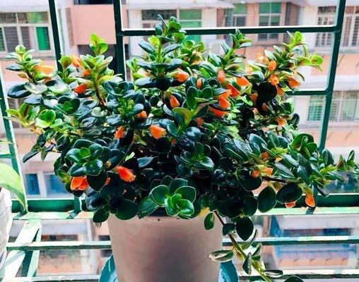 灯笼花的家庭养护（家中常见的灯笼花如何养护）