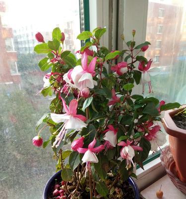 灯笼花的家庭养护（家中常见的灯笼花如何养护）