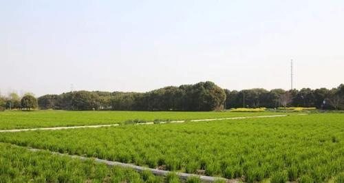 低洼地种植蔬菜的优势和适宜作物选择（充分利用低洼地资源）
