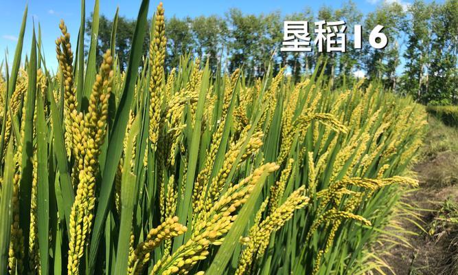 低洼地种植蔬菜的优势和适宜作物选择（充分利用低洼地资源）