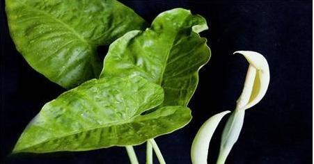 滴水观音开花周期（探究滴水观音开花的时间和频率）