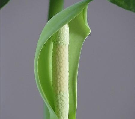滴水观音开花时间及鲜花养护