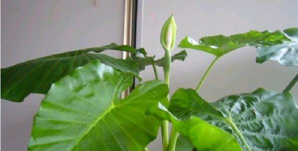 滴水观音和红掌，两朵不同的花（探究滴水观音和红掌的种类）
