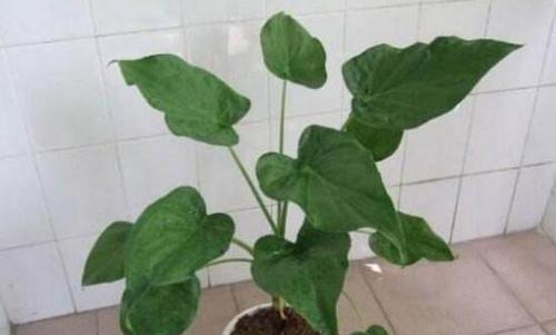 滴水观音如何浇水（正确方法让它健康茁壮）