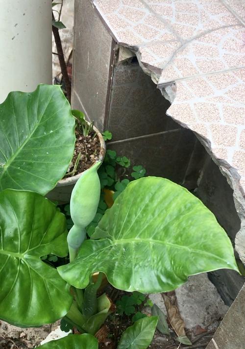 滴水观音开花的奇妙景象（探秘滴水观音花的形态）