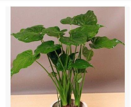 室内养滴水观音的技巧（了解滴水观音的特性）