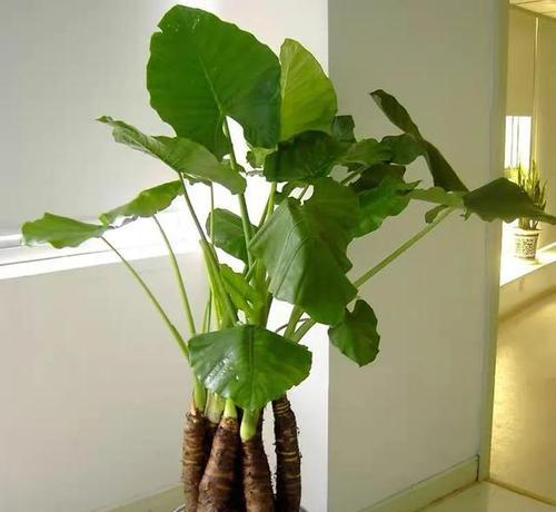滴水观音开花时间及栽培方法（掌握滴水观音开花的时间和技巧）