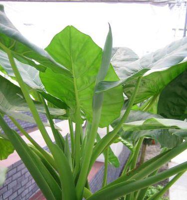 滴水观音开花时间及栽培方法（掌握滴水观音开花的时间和技巧）