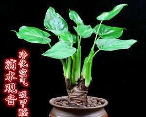 滴水观音的光照需求（喜阳光还是喜阴）