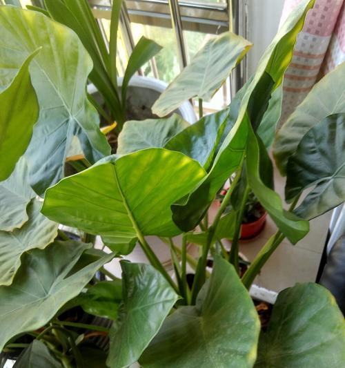 如何处理滴水观音长虫子（家庭绿植中常见的滴水观音长虫子）