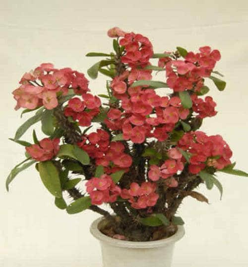 皇家花卉之帝王海棠的养殖方法（打造皇家庭院）