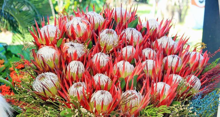 怎样正确养护帝王花（水、光、土、肥）