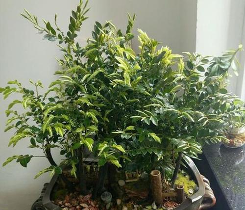 探秘帝王之木——神秘稀有木材的故事（帝王之木的来源）