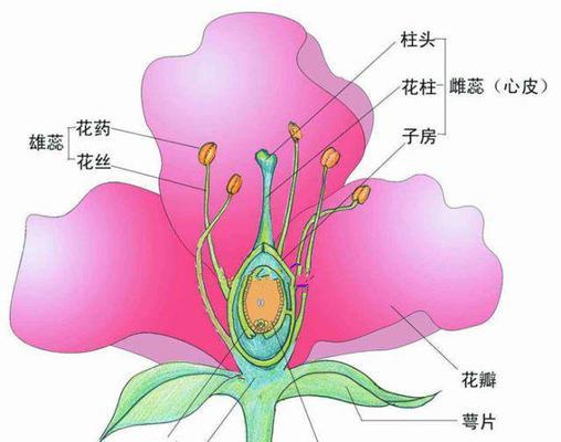 帝玉繁殖的方法与注意事项（成功繁殖帝玉需要了解的15个重要知识点）