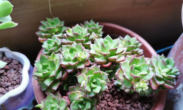 如何养护蒂亚老桩（打造别致庭院的秘诀）