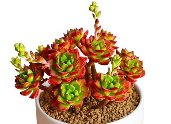 蒂亚养成计划——让你的植物茁壮成长（打造自己的专属养殖技巧）