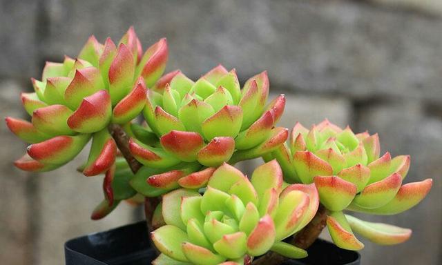 蒂亚养成计划——让你的植物茁壮成长（打造自己的专属养殖技巧）