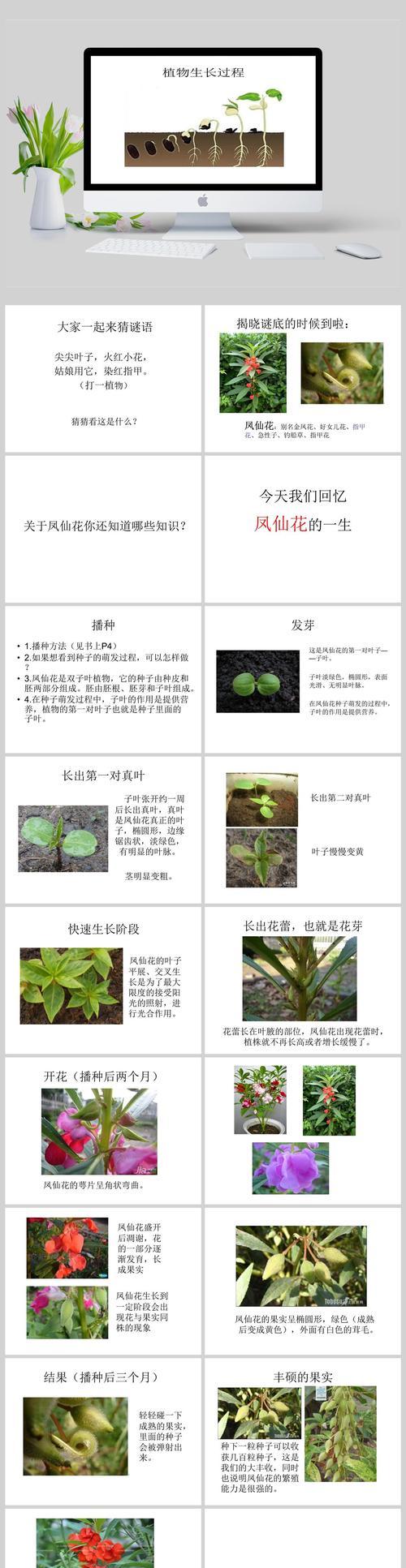 电脑宝贝花怎么养（详解电脑宝贝花的养殖技巧）