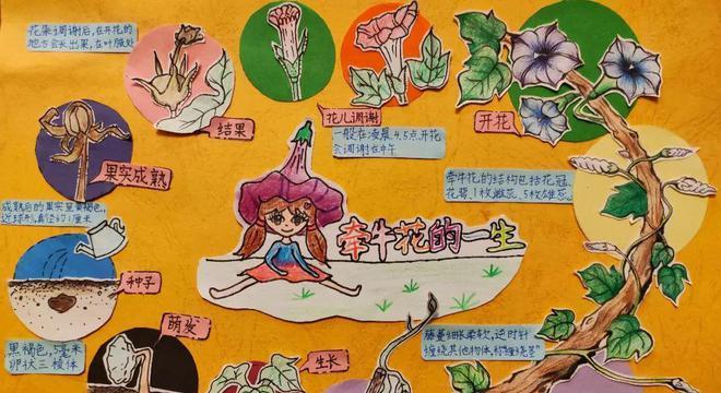 电脑宝贝花怎么养（详解电脑宝贝花的养殖技巧）