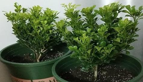 电脑宝贝何时需要剪枝（剪枝时间）