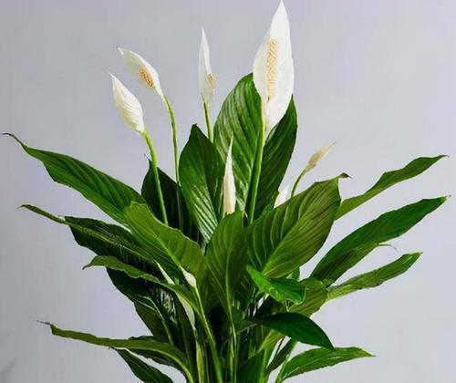 电脑桌上的花卉：让工作环境更加美好