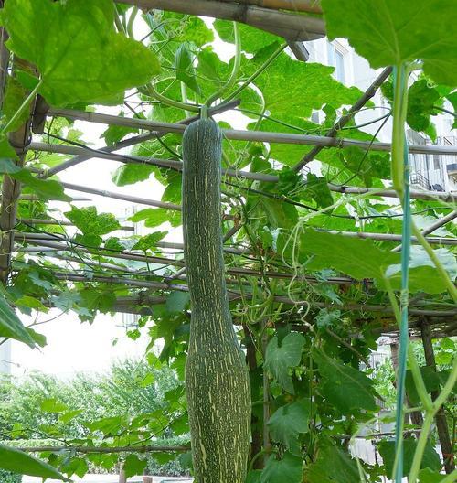 吊瓜种植全攻略（掌握吊瓜的生长特点）
