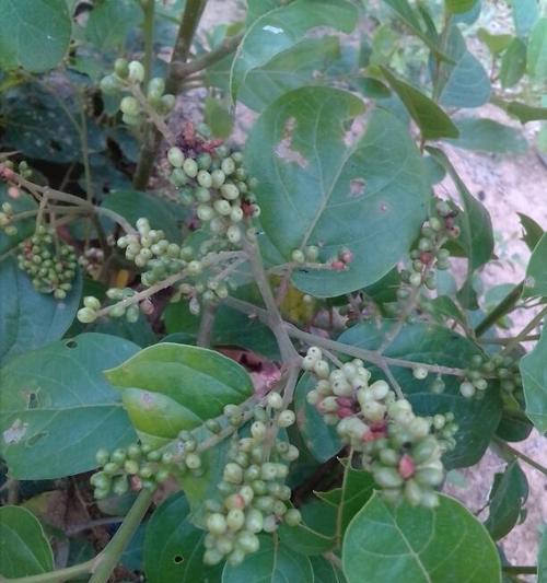探寻吊瓜树果实的食用价值（了解吊瓜树果实的营养成分和食用方法）