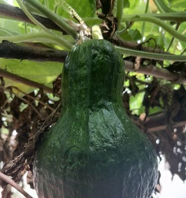 探寻吊瓜树果实的食用价值（了解吊瓜树果实的营养成分和食用方法）