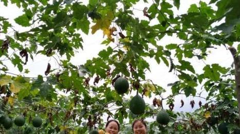 吊瓜子的种植技巧（适合在哪些地方种植）