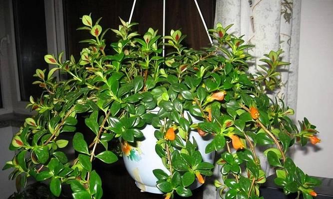 吊金鱼开花全解析（了解吊金鱼的开花时间和花期）