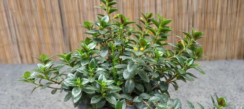吊金鱼开花全解析（了解吊金鱼的开花时间和花期）