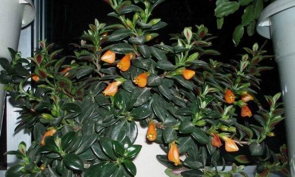 吊金鱼开花全解析（了解吊金鱼的开花时间和花期）