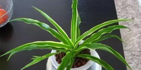 吊兰的生长过程（从萌芽到成长）