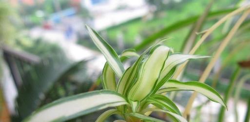 吊兰的生长过程（从萌芽到成长）