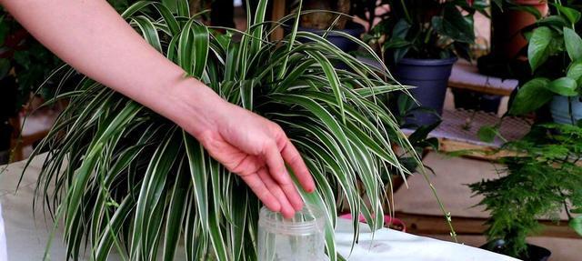如何制作和使用吊兰花肥（DIY肥料）
