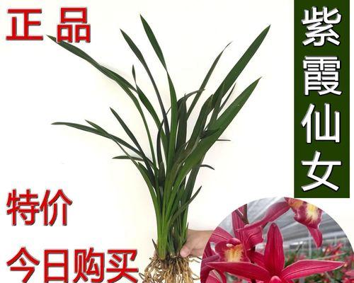 吊兰花的浇水秘籍（四季如何合理浇水）