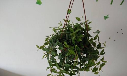 吊兰花的养护与毒性详解（毒性不大可放室内）
