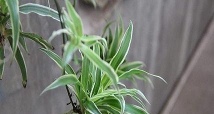 吊兰花的养殖技巧（从选购到繁殖）