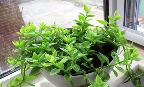 吊兰花的养殖技巧（从选购到繁殖）