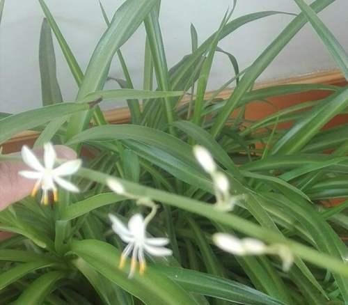 吊兰开花的奇妙之处（吊兰花的颜色与开花样子）