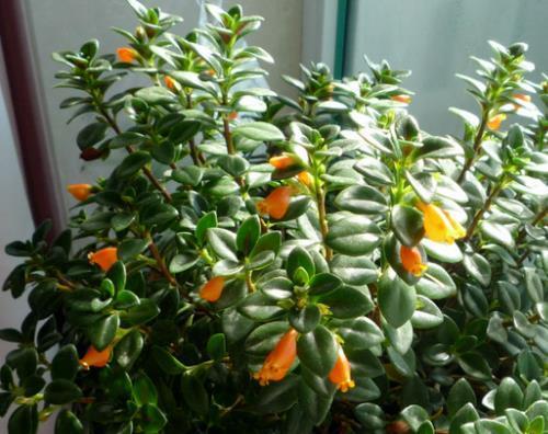吊兰开花的奇妙之处（吊兰花的颜色与开花样子）