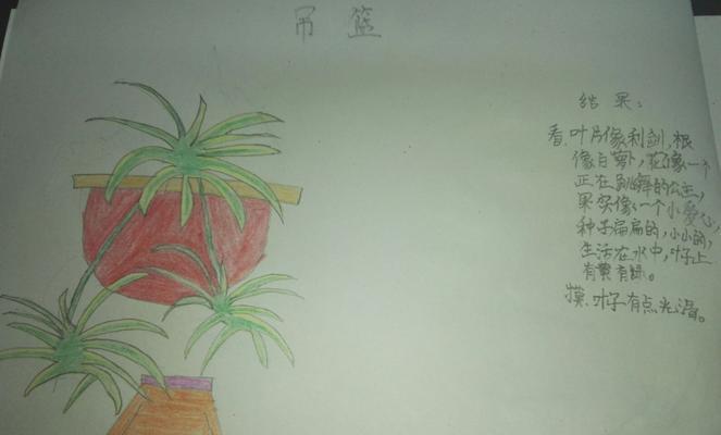 吊兰浇水的正确方法（打造健康吊兰）