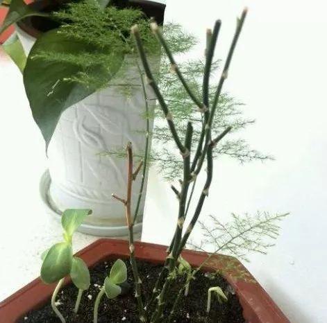 吊兰怎么浇水（吊兰浇水小技巧）