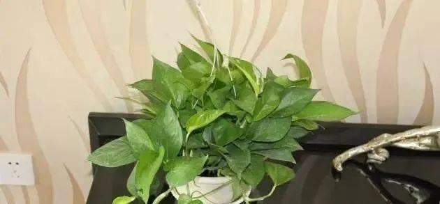 吊兰绿萝的养殖方法和注意事项（打造美丽室内植物的秘诀）