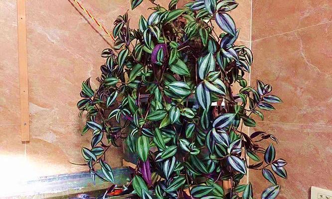 吊兰梅——室内理想的装饰植物（适合在室内养）