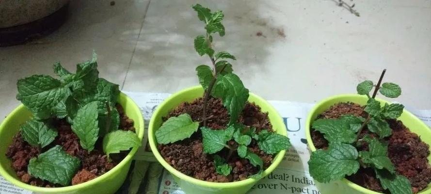 吊兰扦插繁殖技巧（注意事项）