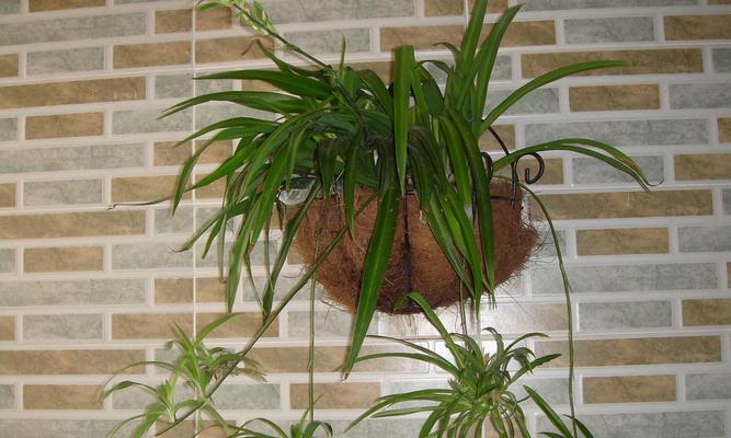 吊兰不仅是草本植物，更是生态保护的重要角色（探究吊兰草本植物身份的真相）