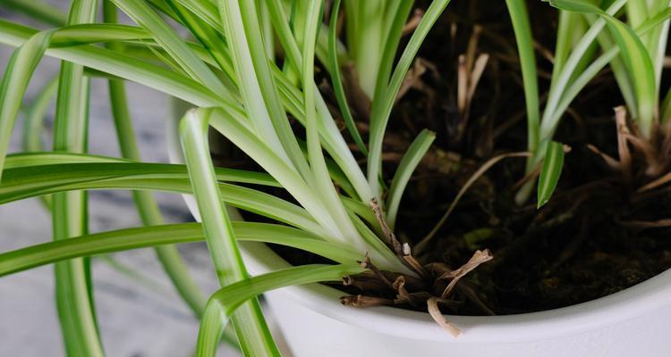 吊兰是单子叶植物，而非双子叶植物（吊兰与其他双子叶植物的不同之处）