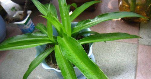 吊兰是单子叶植物，而非双子叶植物（吊兰与其他双子叶植物的不同之处）